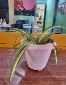 Avanzan con el desarrollo del Proyecto “Espacios Verdes para decorar mi Escuela”