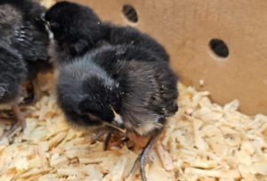 Las escuelas rurales recibieron pollitos bebés para el Taller de Granja