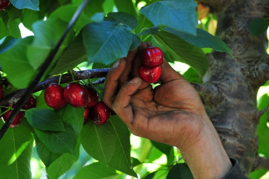 Se aprobó la Denominación de Origen de “Cereza del Valle de Los Antiguos – Patagonia”