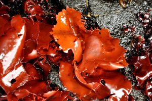 Avanza el plan de manejo de algas para el desarrollo económico y sustentable de Santa Cruz