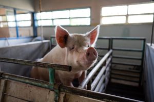 Vidal en Gregores: Recorrió la Escuela Agropecuaria N°1 y redobló su apuesta por la producción