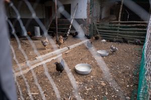 Vidal en Gregores: Recorrió la Escuela Agropecuaria N°1 y redobló su apuesta por la producción