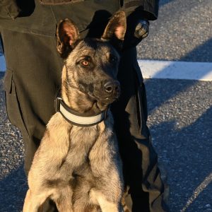 Nuevo operativo de Seguridad en el ingreso a Río Gallegos: se registraron 657 automóviles