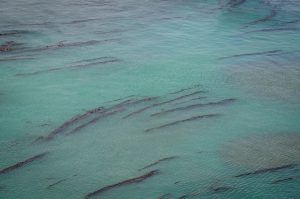 Histórico: Santa Cruz aprobó la creación del Parque Marino Monte León