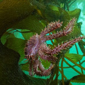 Histórico: Santa Cruz aprobó la creación del Parque Marino Monte León