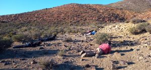 Nuevo hallazgo en El Calafate:  se trata de un lagarto de 70 millones de años