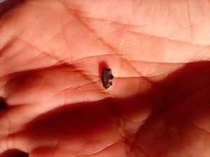 Nuevo hallazgo en El Calafate:  se trata de un lagarto de 70 millones de años