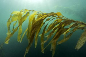 Puerto Deseado se suma a la protección de los bosques marinos