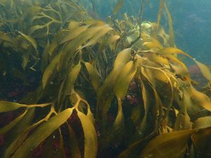 Puerto Deseado se suma a la protección de los bosques marinos