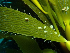 Puerto Deseado se suma a la protección de los bosques marinos