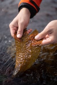 Puerto Deseado se suma a la protección de los bosques marinos