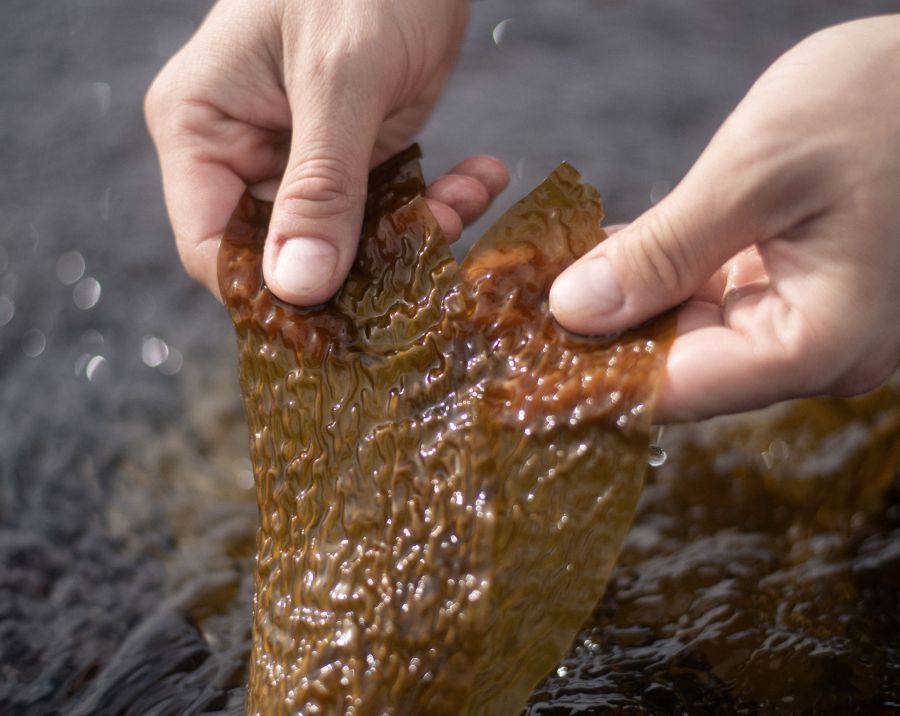Puerto Deseado se suma a la protección de los bosques marinos