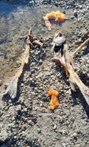 Después de muchos años, Producción controla la pesca deportiva en Lago Posadas