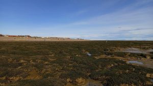 El Gobierno de Santa Cruz refuerza el control ambiental tras incidente en Punta Loyola