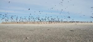 El Gobierno de Santa Cruz refuerza el control ambiental tras incidente en Punta Loyola