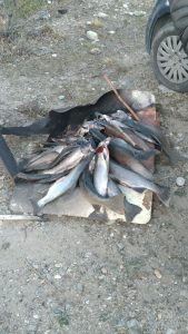 Concretaron operativo contra el furtivismo en Santa Cruz