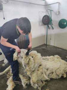 Estudiantes de la Escuela Agropecuaria N° 1 participaron del curso sobre Acondicionamiento y Esquila