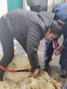 Estudiantes de la Escuela Agropecuaria N° 1 participaron del curso sobre Acondicionamiento y Esquila