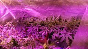 Cayeron cuatro delincuentes que se dedicaban a la preparación y distribución de droga en Caleta Olivia