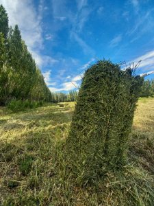 El valle de Los Antiguos impulsa su producción con nuevas maquinarias del CAP