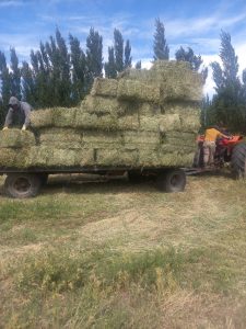 El valle de Los Antiguos impulsa su producción con nuevas maquinarias del CAP