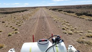 Control de la tucura sapo: Jornada clave para frenar su avance y proteger los campos de Santa Cruz