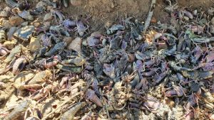 Control de la tucura sapo: Jornada clave para frenar su avance y proteger los campos de Santa Cruz