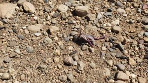 Control de la tucura sapo: Jornada clave para frenar su avance y proteger los campos de Santa Cruz