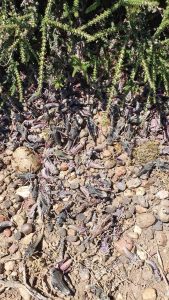 Control de la tucura sapo: Jornada clave para frenar su avance y proteger los campos de Santa Cruz