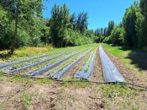 Realizan relevamientos en áreas productivas y uso del recurso hídrico en Perito Moreno y Los Antiguos