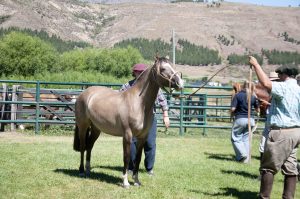 Santa Cruz participó en la Mesa Ovina Patagónica durante el Centenario de la Sociedad Rural de Esquel