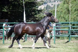Santa Cruz participó en la Mesa Ovina Patagónica durante el Centenario de la Sociedad Rural de Esquel