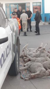 Caleta Olivia: Detienen a una banda acusada de abigeato con armas y animales faenados