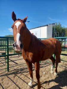 82ª Exposición Ganadera en Las Heras: El Gobierno reafirmó el compromiso con el campo santacruceño