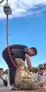 82ª Exposición Ganadera en Las Heras: El Gobierno reafirmó el compromiso con el campo santacruceño