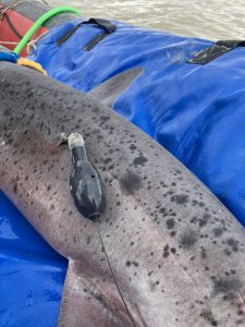 Tiburones en Santa Cruz: el estudio pionero a nivel nacional