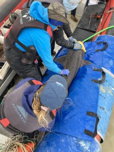 Tiburones en Santa Cruz: el estudio pionero a nivel nacional