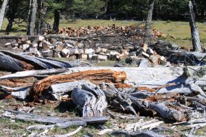 Control forestal en Tucu Tucu: el CAP refuerza fiscalización y advierte sobre sanciones
