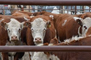 El Gobierno acompañó la inauguración de la 92° Expo Ganadera de la Sociedad Rural de Río Gallegos
