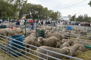 El Gobierno acompañó la inauguración de la 92° Expo Ganadera de la Sociedad Rural de Río Gallegos