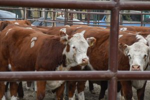 La Sociedad Rural de Río Gallegos destacó el trabajo del Gobierno Provincial