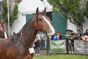 Adrián Suárez: “Sabemos que cuando crece el campo, crece Santa Cruz"