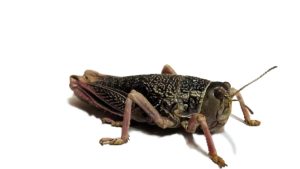 Consejo Agrario Provincial: trabajo conjunto para fortalecer la producción y afrontar desafíos