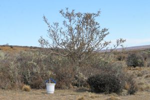 Santa Cruz impulsa la preservación del molle, un emblema de nuestra flora nativa