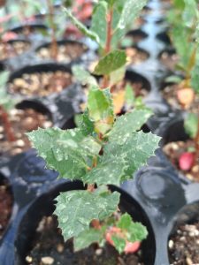 Santa Cruz impulsa la preservación del molle, un emblema de nuestra flora nativa