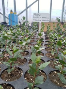 Santa Cruz impulsa la preservación del molle, un emblema de nuestra flora nativa