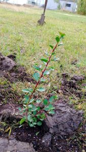 Santa Cruz impulsa la preservación del molle, un emblema de nuestra flora nativa