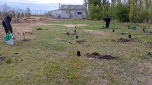 Santa Cruz impulsa la preservación del molle, un emblema de nuestra flora nativa