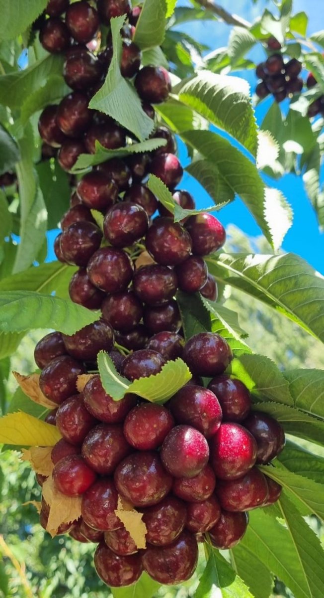 La cereza del Valle de Los Antiguos ya tiene denominación de origen