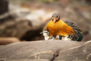 El pato de los torrentes: una especie única que habita nuestros ríos
